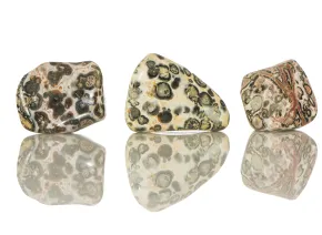 Jasp Leopard