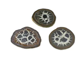 Septarie