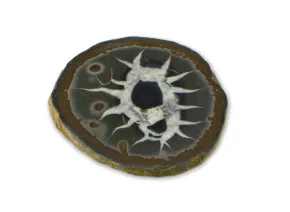 Septarie