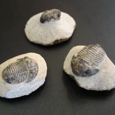 Trilobit