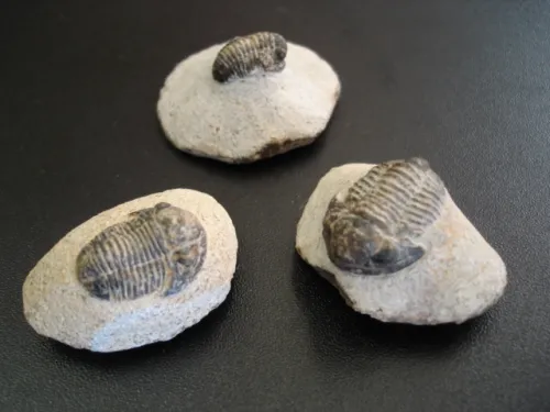 Trilobit