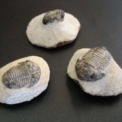 Trilobit