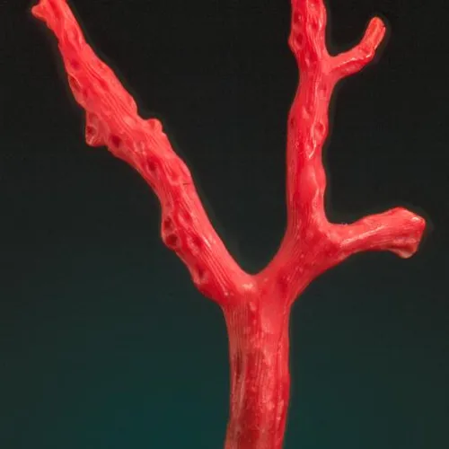 Coral
